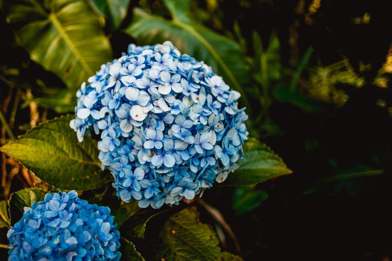 Sítio das Hortênsias Chalés Conceição da Ibitipoca Exterior foto